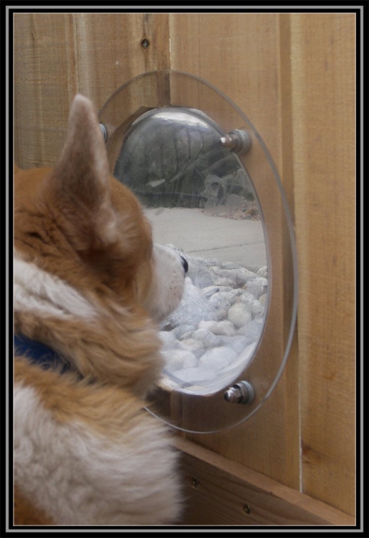 Pet Fence Bubble Window